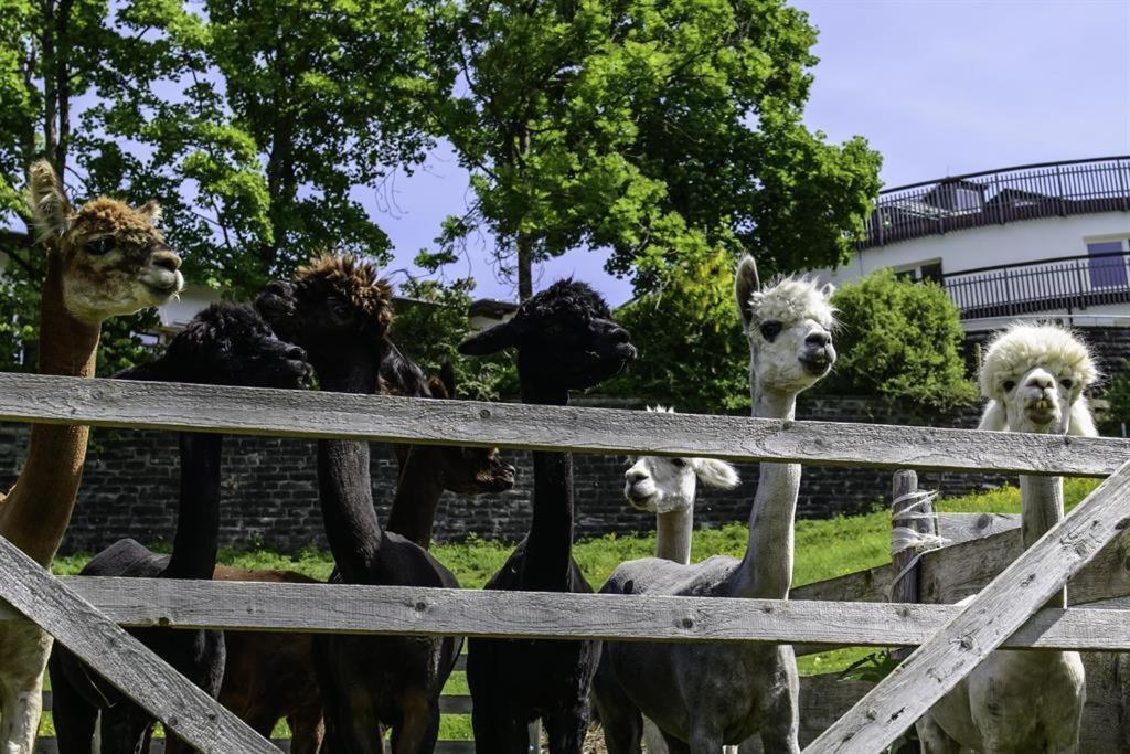 Farm stay Alpakahof Wechs Bad Hindelang