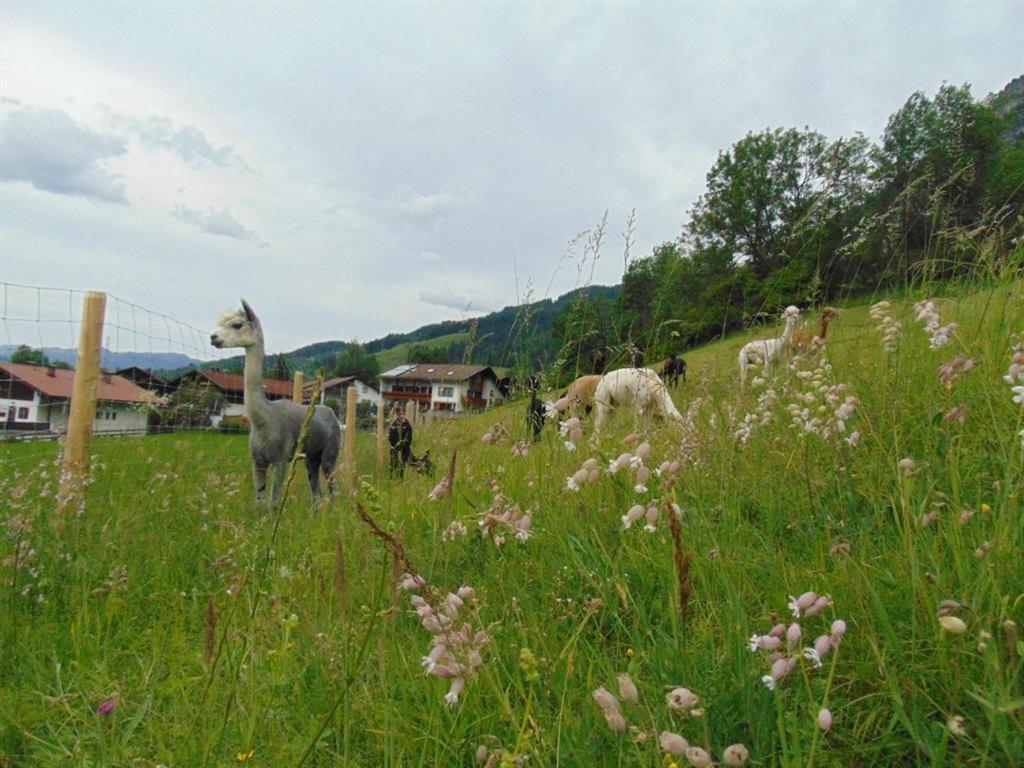 Farm stay Alpakahof Wechs *