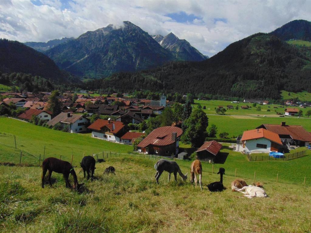 Alpakahof Wechs Bad Hindelang