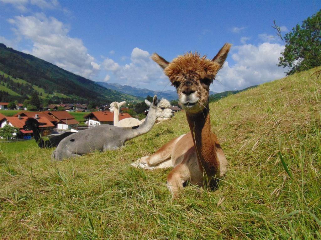 Alpakahof Wechs Farm stay Bad Hindelang
